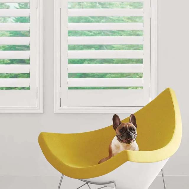easy-to-use white window shutters on bedroom windows with dog on yellow chair