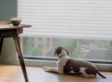 cellular shades in white floor to ceiling with dog
